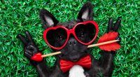 10 idées de campagnes marketing créatives pour la Saint-Valentin
